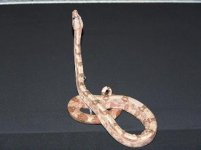 Pinky.JPG