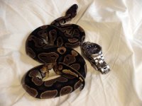 lowwhitepied(t).jpg