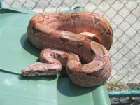 male adult.jpg