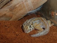 gecko 001.jpg