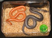 albino&hemet.jpg