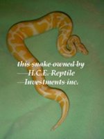 hce albino2[1].jpg