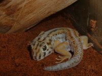 gecko 002.jpg