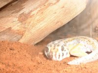 gecko 004.jpg