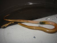 110-1038_img.jpg