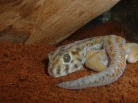 gecko 007.jpg