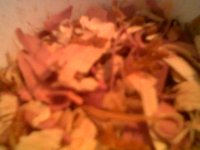 mealworm bedding pic.jpg
