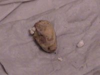 veiledeggslit.jpg