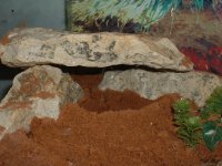 gecko 009.jpg