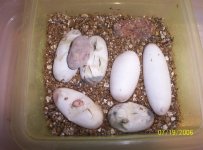 king clutch small pic.jpg