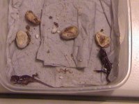 veiledhatch3.jpg