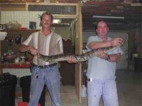 mus and cobra.jpg
