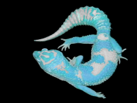 zeus blue.jpg