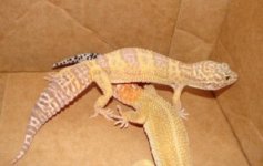 Geckos 6 014 sm.jpg
