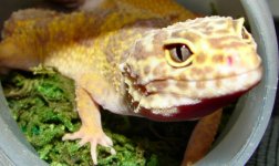 Geckos 4 032 sm.jpg