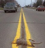 roadkill.jpg