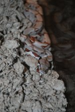 2010 babies 021.jpg