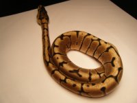 snake junk 002.jpg