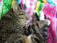 Chloe sleep.JPG
