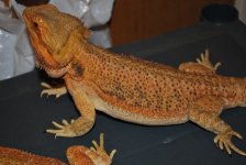 new oranges 043.jpg