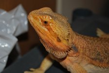 new oranges 044.jpg