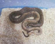 granite python.jpg
