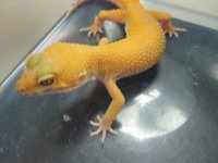 more animals and adds 025.jpg