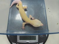 more animals and adds 044.jpg