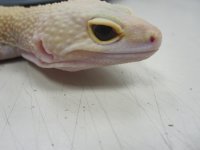 more animals and adds 045.jpg