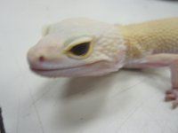more animals and adds 047.jpg