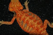 shiela red trans.jpg