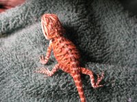 leatherback.jpg