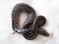 snake 006.jpg