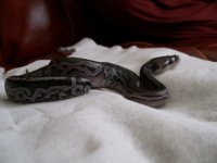 snake 008.jpg
