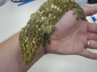 more animals and adds 050.jpg