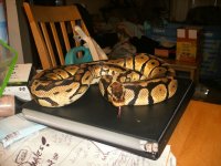 m pastel 001.jpg
