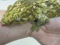 more animals and adds 049.jpg