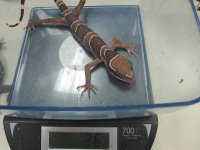 more animals and adds 041.jpg