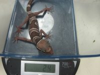 more animals and adds 043.jpg