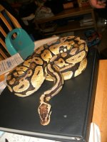 m pastel 004.jpg