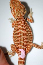 BT-Female-2.jpg