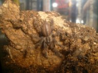 ornata.JPG