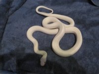 Wilma.jpg