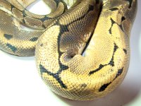spider-2.jpg spider-2.jpg
