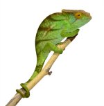 Parsoni Male 1 - Canvas Chameleons Small (3).jpg Parsoni Male 1 - Canvas Chameleons Small (3).jpg