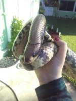 clyde (3).jpg