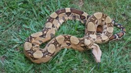 ferrari pastel female2.jpg