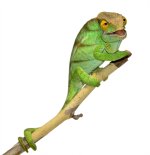 Parsoni Male 1 - Canvas Chameleons Small (2).jpg Parsoni Male 1 - Canvas Chameleons Small (2).jpg