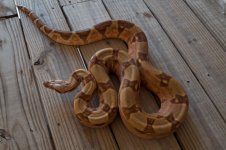 ferrari hypo pastel male 4.jpg