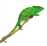 Parsoni Female 1 - Canvas Chameleons Small (1).jpg Parsoni Female 1 - Canvas Chameleons Small (1).jpg